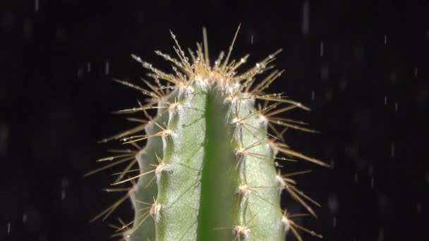 Lluvia sobre cactus, fondo negro — Vídeos de Stock
