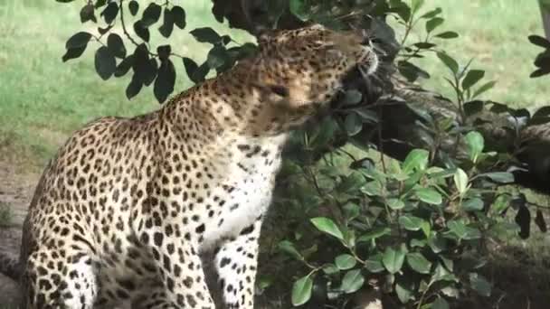 A leopard shakes head in super slow motion — Stock Video