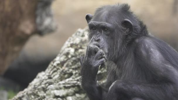 Close-up van chimpansee krabben neus, egale kleur, slow-motion — Stockvideo