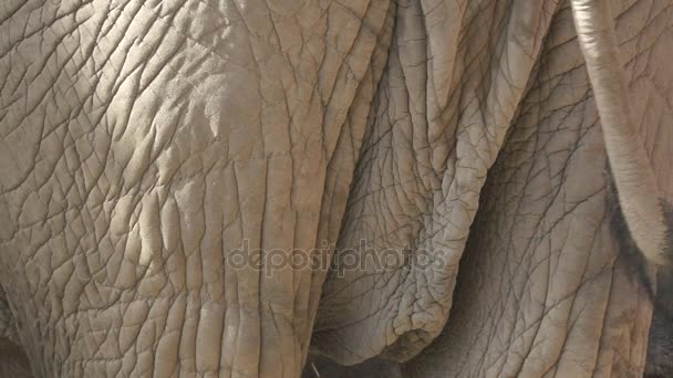 Ogon słonia w super slow motion — Wideo stockowe