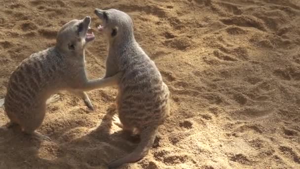 2 Lemuren spielen in Superzeitlupe — Stockvideo
