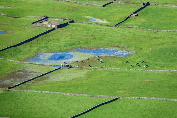 Farm fields with cows top view in the Terceira island in Azores — Stock Photo, Image