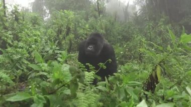 Gümüş sırtlı dağ goril yakınlaştırma turistlere yaklaşımları