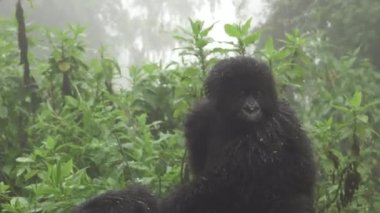 Bebek dağ goril anne, yakınlaştırma üzerinden