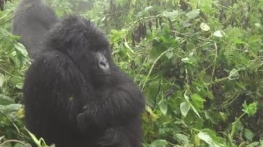 Dağ goril yüz ormanın içine yakınlaştırma