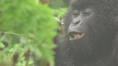 Düz renkte yeme goril