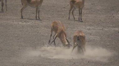Uganda kobus kob Erkekler Süper ağır çekim mücadele