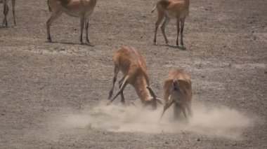 Uganda kobus kob Erkekler Süper ağır çekim mücadele