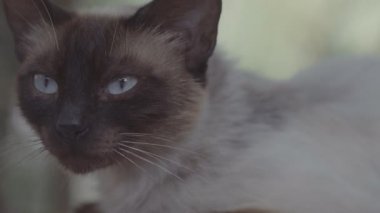 Siyam kedi closeup, düz renk