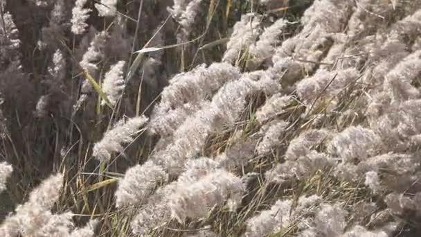 Gros plan de Pampas Herbe Miscanthus sinensis au ralenti 