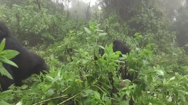 Gorila gunung melarikan diri dari wisatawan — Stok Video