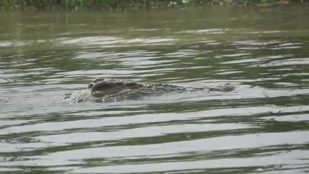 Vue latérale du crocodile du Nil nageant au ralenti — Video