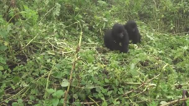 Gorilas de montaña jugando — Vídeo de stock