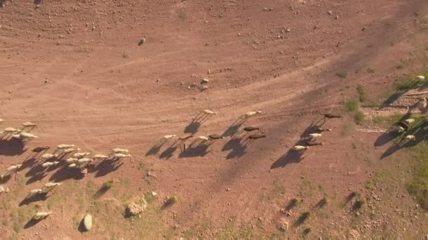 Top view of cattle at dusk, areal view, 4k — Stock Video