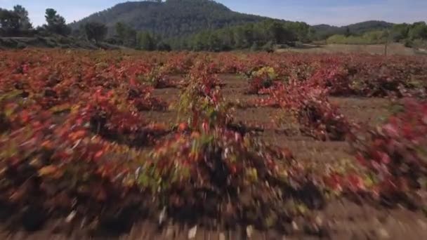 Раздвижная камера осенью по рядам виноградников — стоковое видео