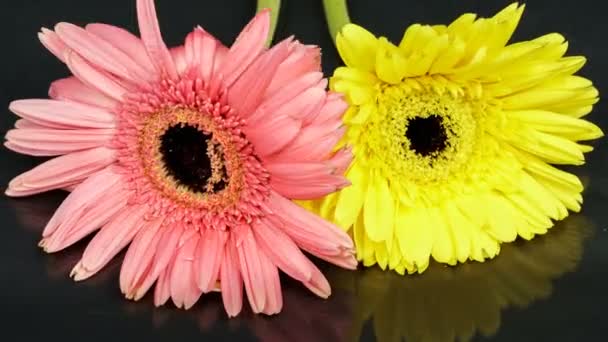 Flores de gerbera roxas e amarelas lapso de tempo murchar — Vídeo de Stock