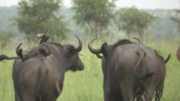 Buffles d'eau fonctionnant au ralenti, vue arrière — Video