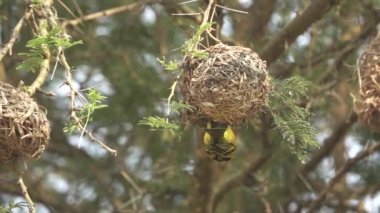 Süper ağır çekim yuvada yakın uçan Ploceidae kuş