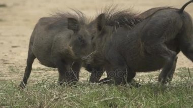 İki phacochoerus yavaş hareket ve düz renk mücadele