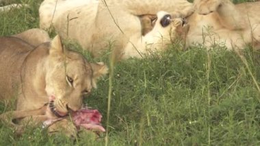 Genç aslan yeme antilop, ağır çekim, düz profil