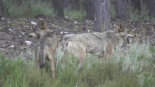 Lento movimiento de dos lobos comiendo — Vídeo de stock