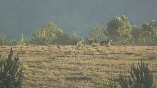 Căprioare de sex masculin conducând turma la apus — Videoclip de stoc