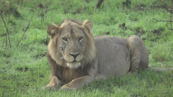 León salvaje parpadeando ojos en cámara súper lenta — Vídeo de stock
