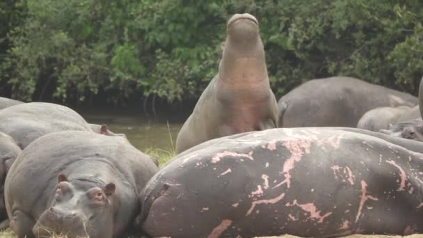 Hipopótamo mueve la cabeza rápido en cámara lenta — Vídeos de Stock
