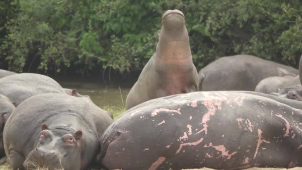 Flodhest beveger seg raskt i sakte bevegelse – stockvideo