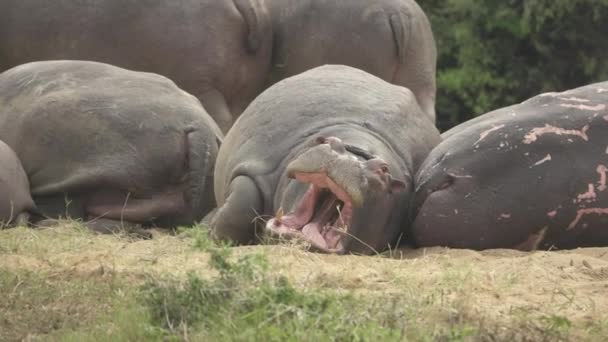 Hippo stänger munnen i slow motion — Stockvideo
