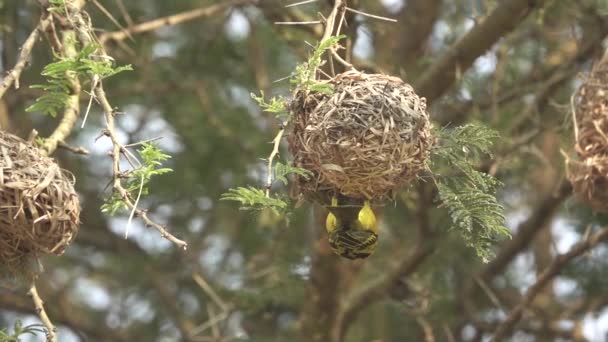 Ploceidae oiseau volant près du nid au ralenti super — Video