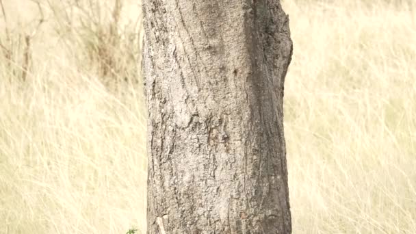 Adlerflügel zittern in Superzeitlupe hinter Baum — Stockvideo