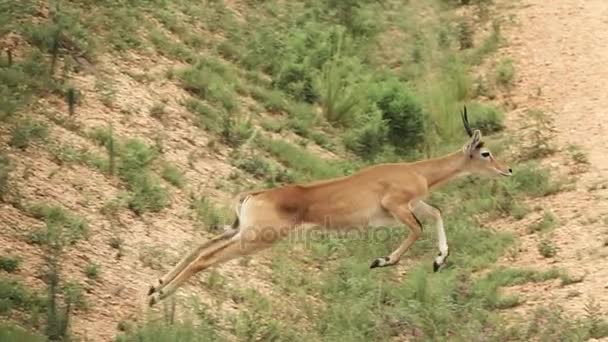Uganda kobus kob korsning spår i super slow motion — Stockvideo