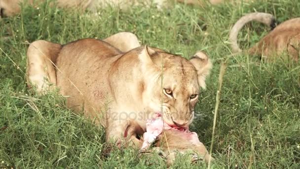 León joven comiendo antílope en cámara lenta — Vídeo de stock