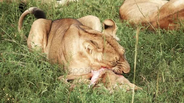 Mladý Lev jíst antilopy v super zpomaleně — Stock video