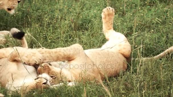 Jóvenes leones jugando en cámara súper lenta — Vídeos de Stock