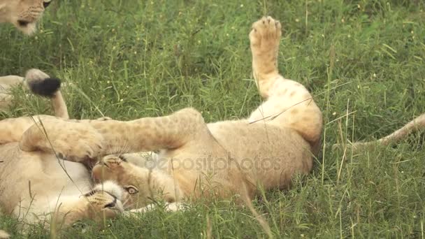 Jóvenes leones jugando en cámara súper lenta, de color plano — Vídeo de stock