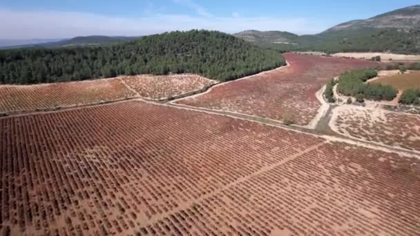 Flug über Weinberg, Herbst — Stockvideo