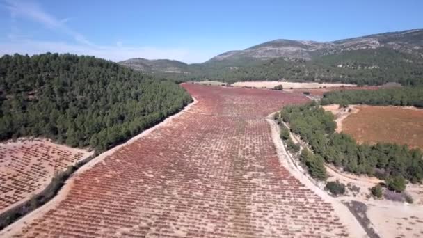 Survoler les rangées de vignobles en automne — Video