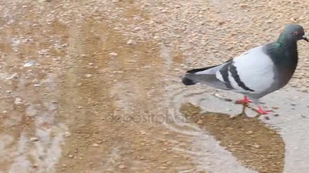 Gros plan de pigeon indécis au-dessus du bassin — Video