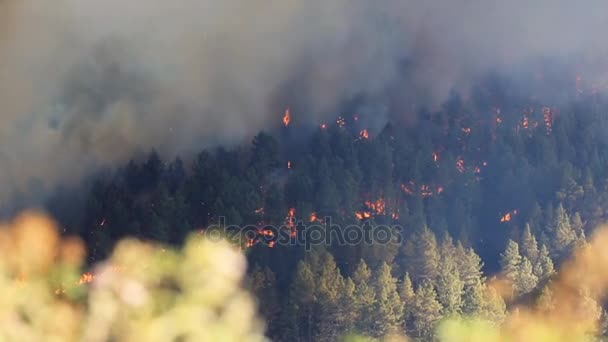 Fuego en el bosque — Vídeos de Stock