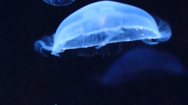 Closeup of Medusa swimming — Stock Video