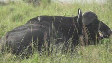 Süper ağır çekim buffalo ve açılış kuş