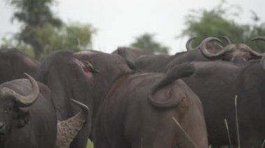 Yavaş hareket su Buffalo yaralanmaları ile