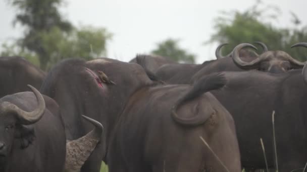 Zeitlupe von Wasserbüffeln mit Verletzungen — Stockvideo
