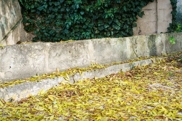 Green and yellow leafs — Stock Photo, Image