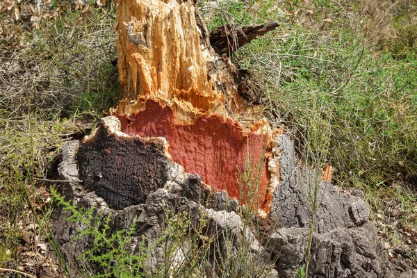 剥かれたコルク木の幹 — ストック写真