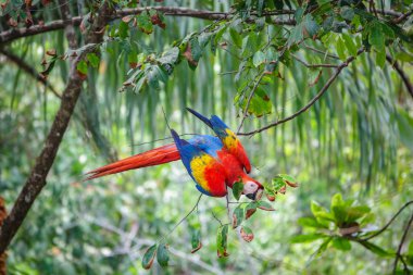 Scarlet Amerika papağanı yeme vahşi doğada yapraklar