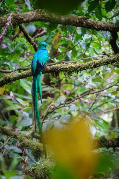 Vacker fågel i nature tropic livsmiljö. Prakt Quetzalen — Stockfoto