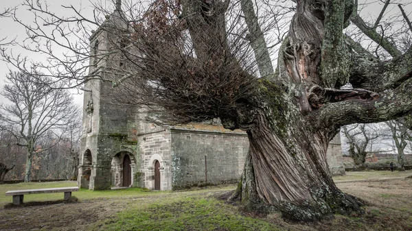 Antico castagno e vecchia cappella — Foto Stock